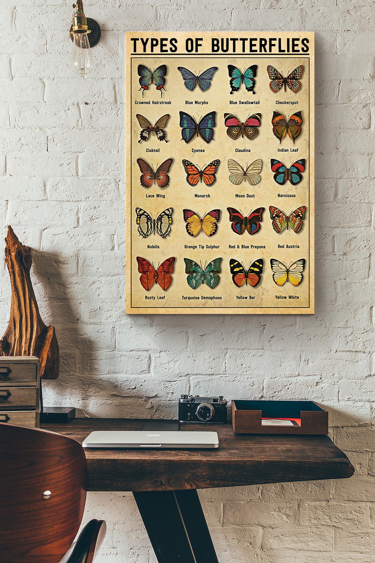 Butterfly Types Of Butterflies Wrapped Canvas