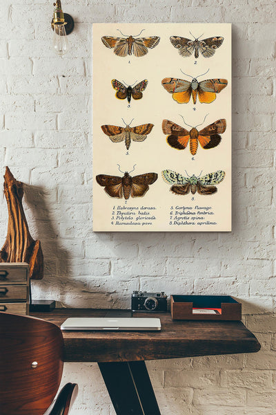 Butterfly Types Wrapped Canvas