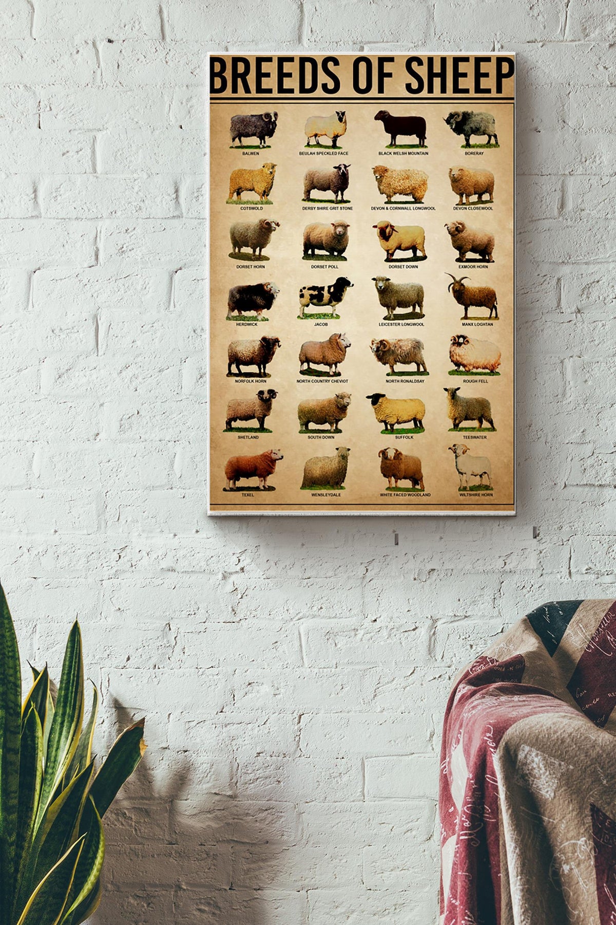 Breeds Of Sheep Farm Wall Decor Poster Canvas Gallery Wrapped Canvas Framed Gift Idea