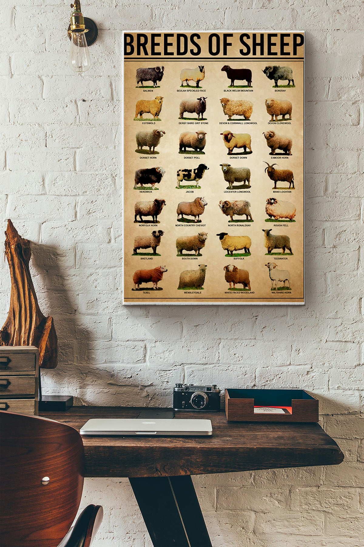 Breeds Of Sheep Farm Wall Decor Poster Canvas Gallery Wrapped Canvas Framed Gift Idea