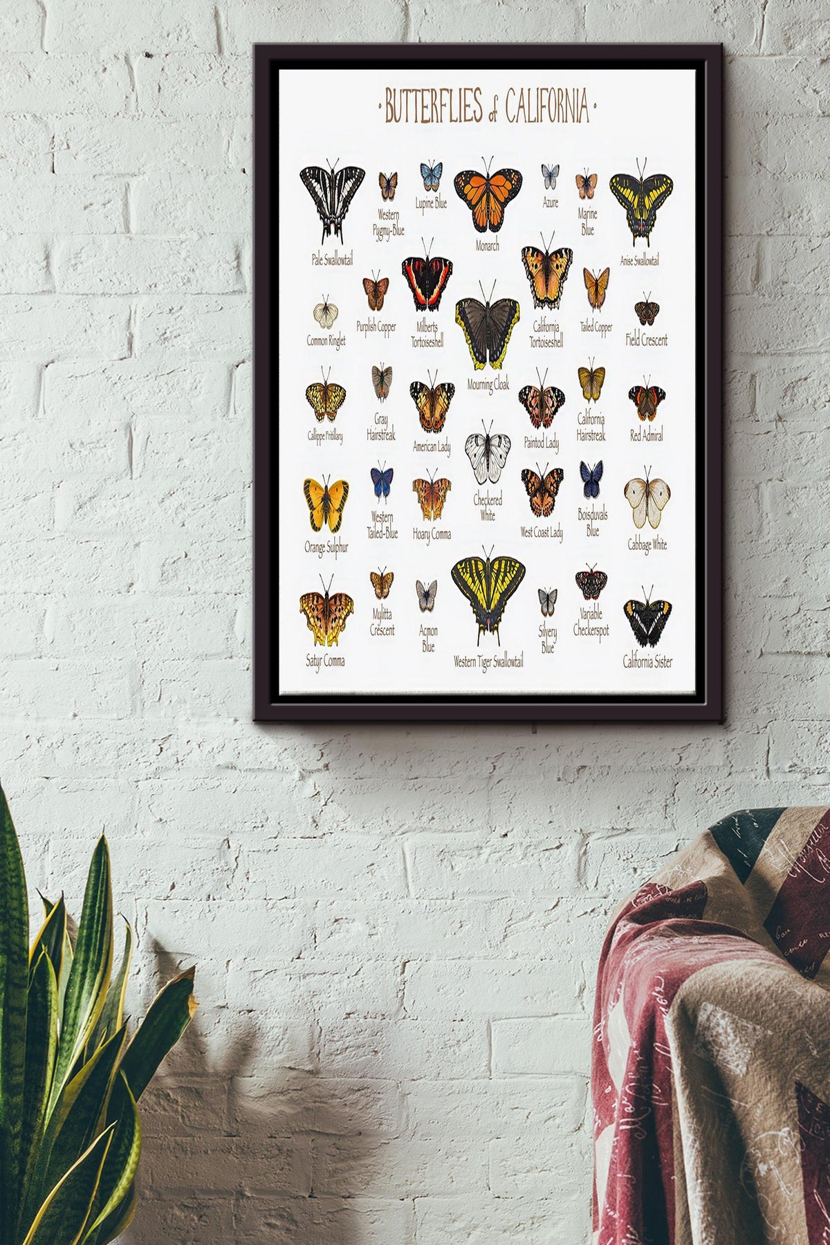 Butterfly Of California Poster - Home Decor Wall Art - Gift For Butterfly Lover, Insect Collector Framed Matte Canvas Framed Prints, Canvas