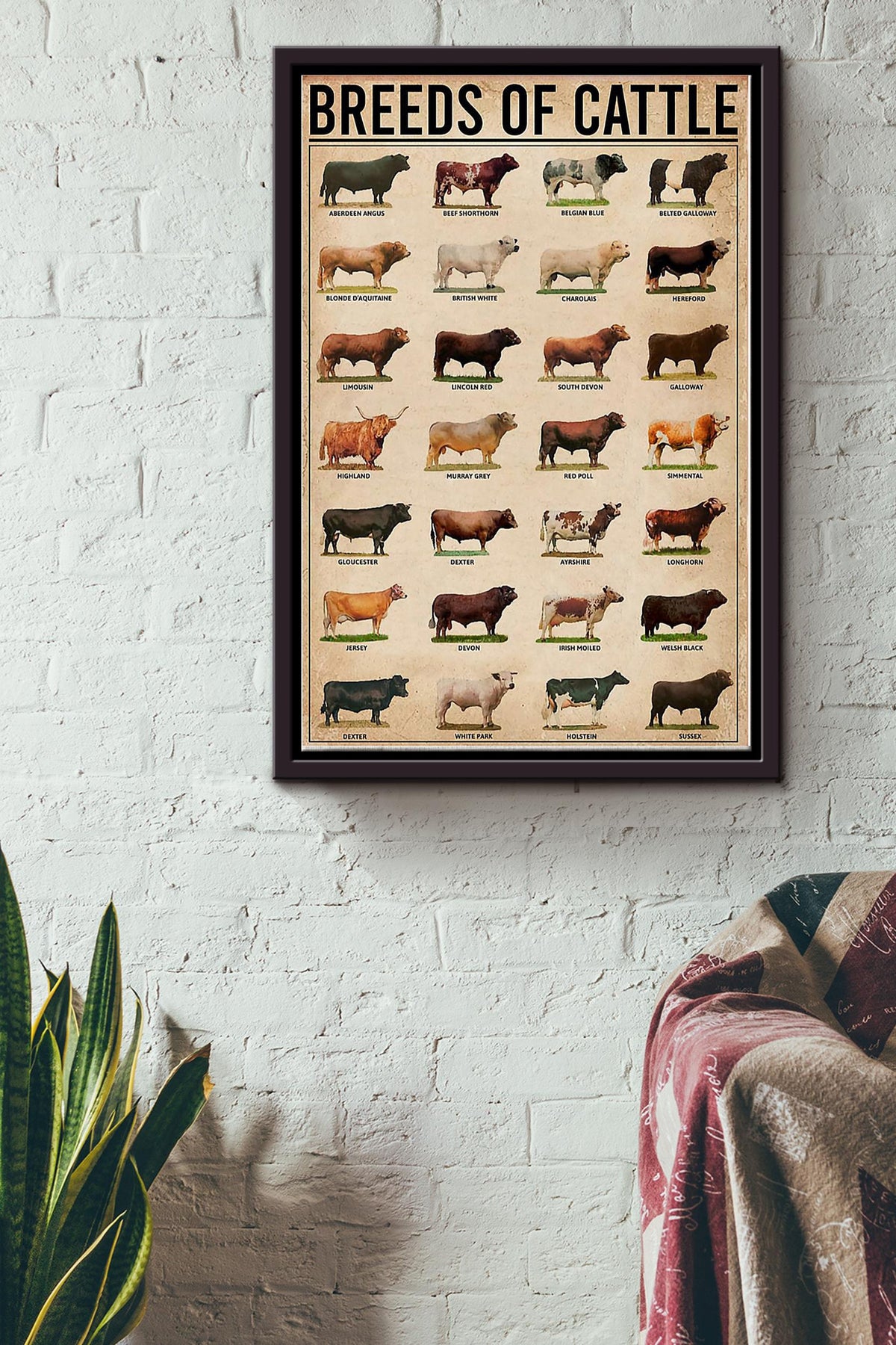 Breeds Of Cattle Cow Poster Framed Matte Canvas