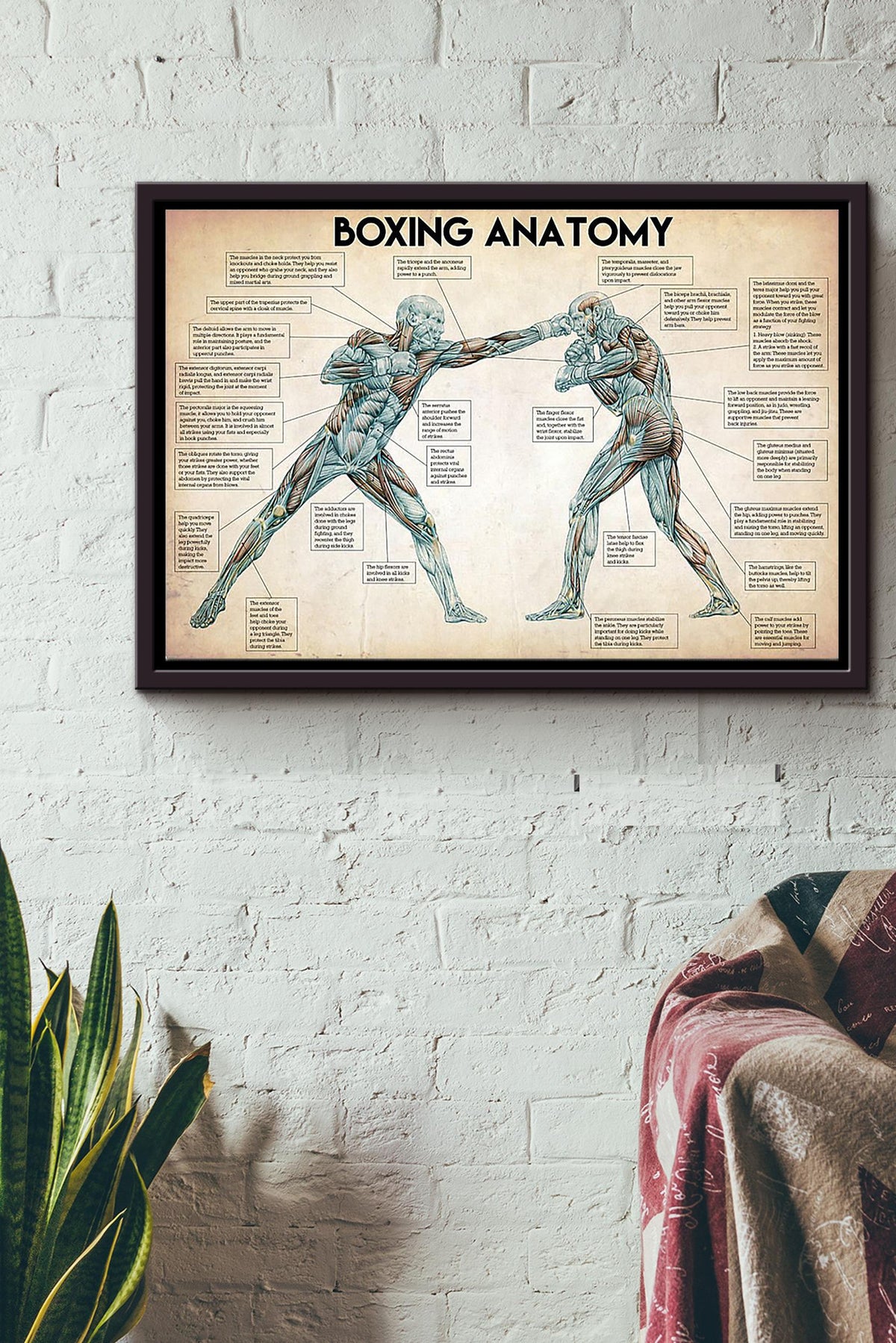 Boxing Anatomy Body Structure Poster n Framed Matte Canvas