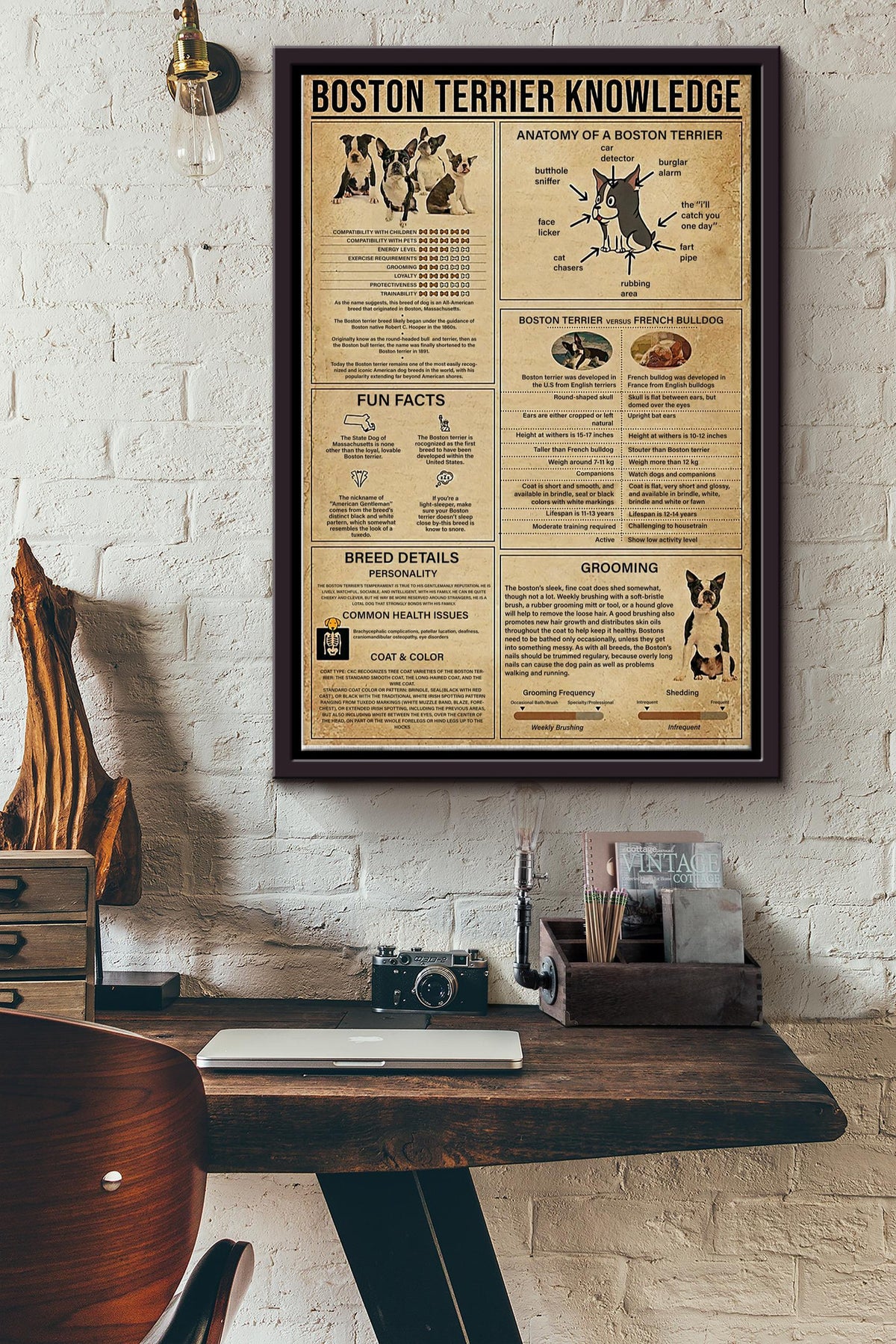 Boston Terrier Knowledge Basic Information Poster - Animal Knowledge Wall Art - Gift For Dog Lover Dog Owner Biologist Framed Matte Canvas Framed Prints, Canvas
