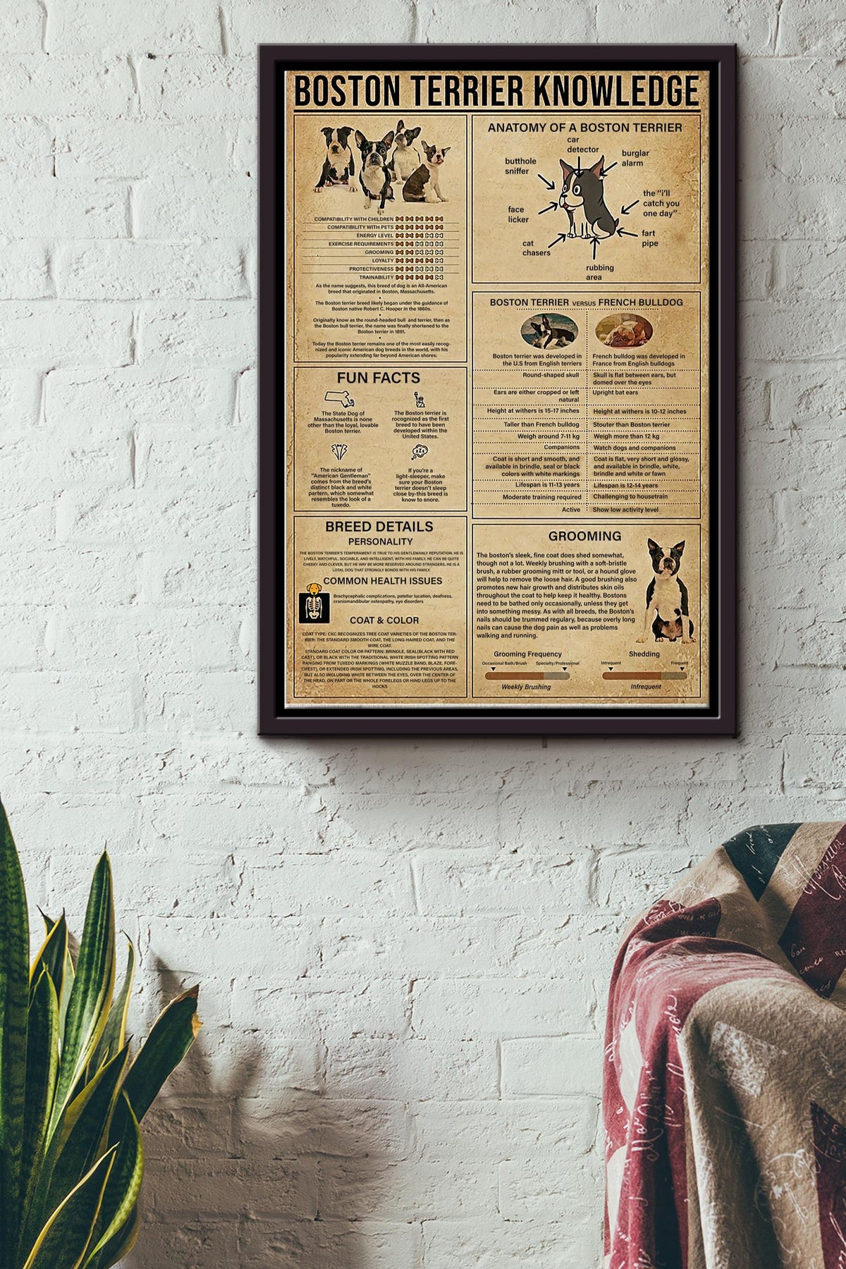 Boston Terrier Knowledge Basic Information Poster - Animal Knowledge Wall Art - Gift For Dog Lover Dog Owner Biologist Framed Matte Canvas Framed Prints, Canvas