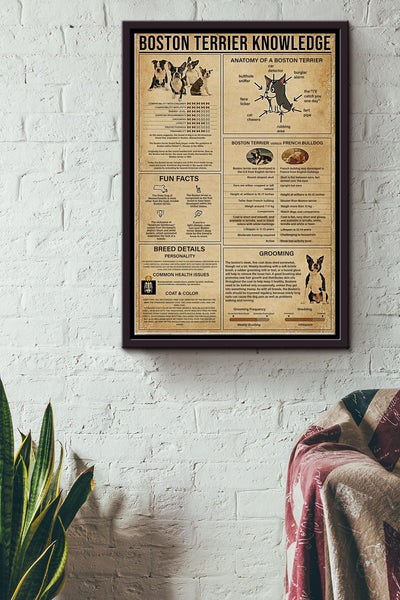Boston Terrier Knowledge Basic Information Poster - Animal Knowledge Wall Art - Gift For Dog Lover Dog Owner Biologist Framed Matte Canvas Framed Prints, Canvas