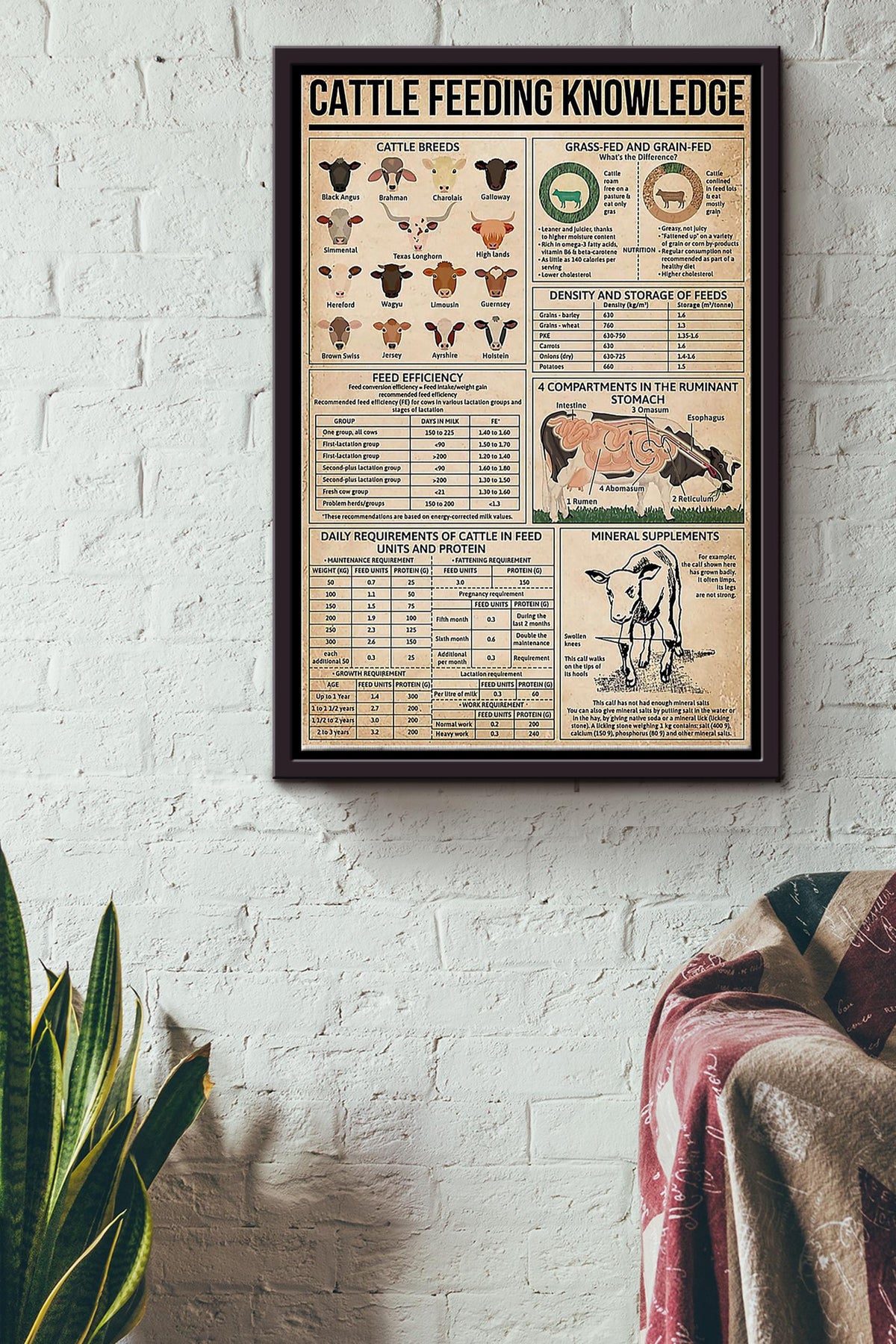 Cattle Feeding Knowledge Things You Need To Know About Cattle Feeding Poster Framed Matte Canvas