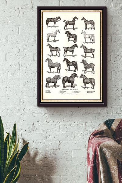 Representative Types Of Horses Poster Framed Matte Canvas