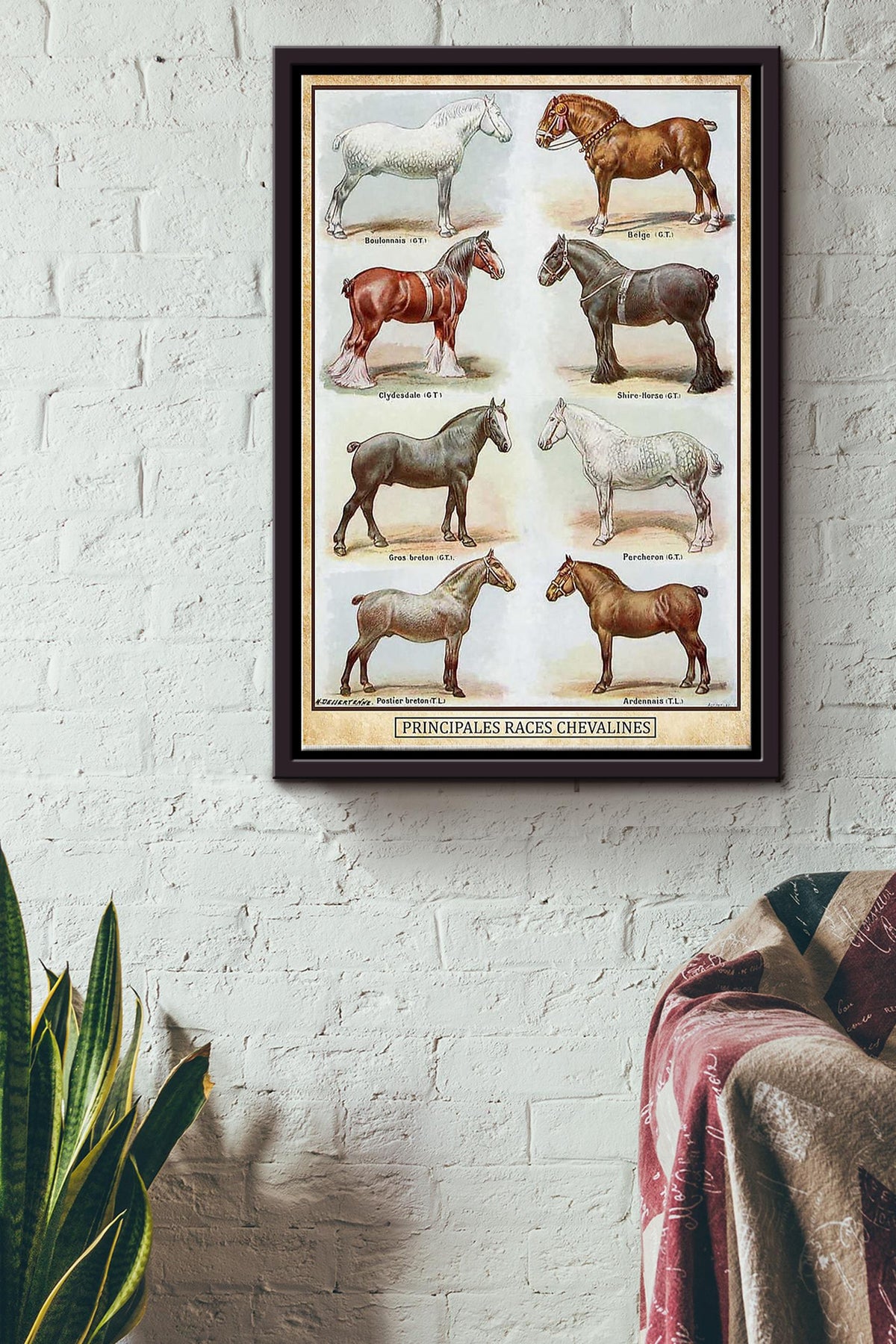 PRINCIPALES RACES CHEVALINES HORSE POSTER Framed Matte Canvas