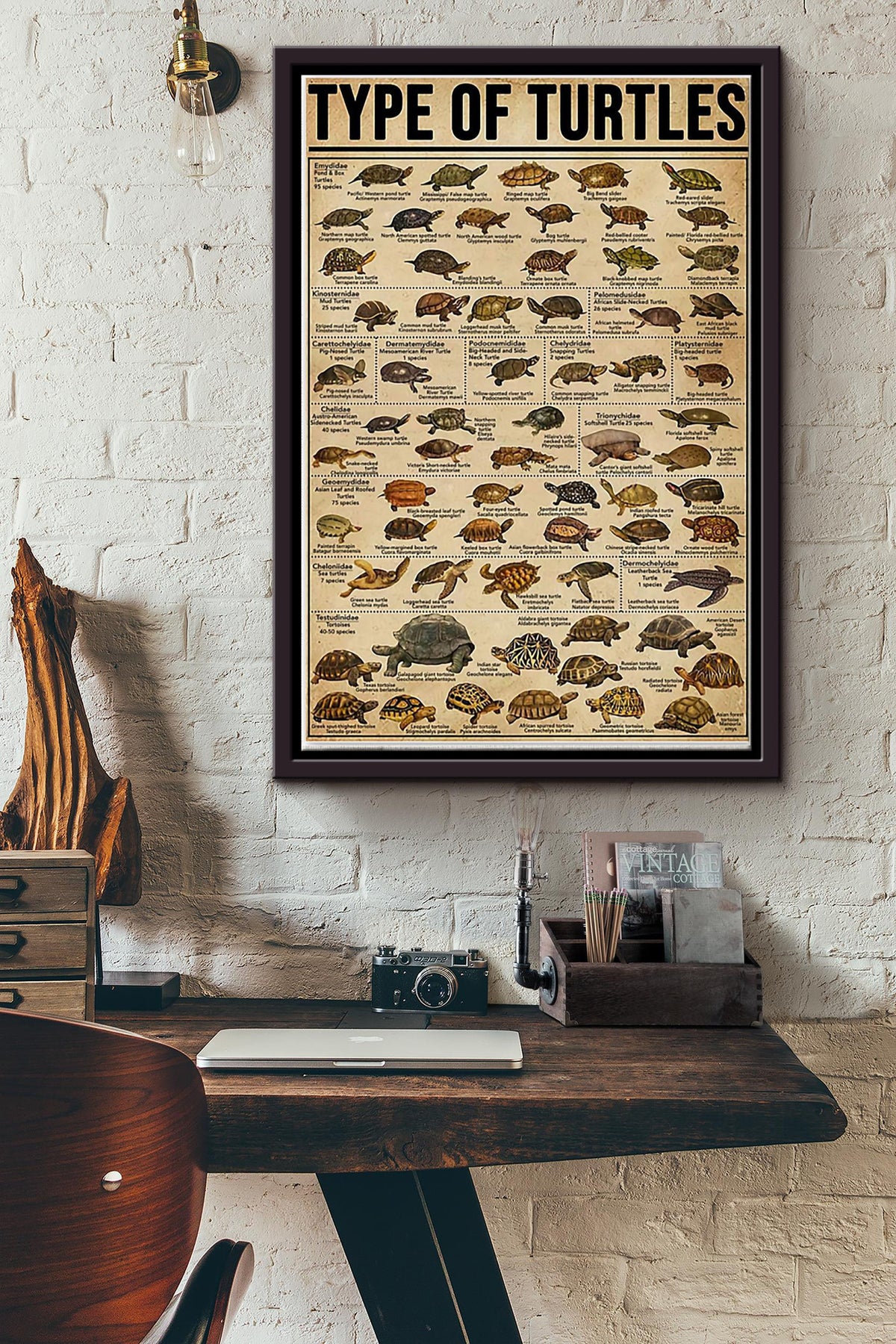 Type Of Turtles Poster Framed Matte Canvas