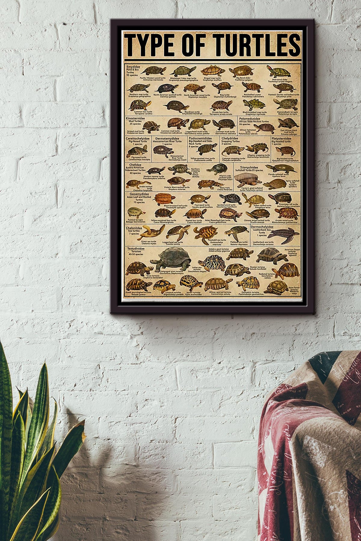Type Of Turtles Poster Framed Matte Canvas