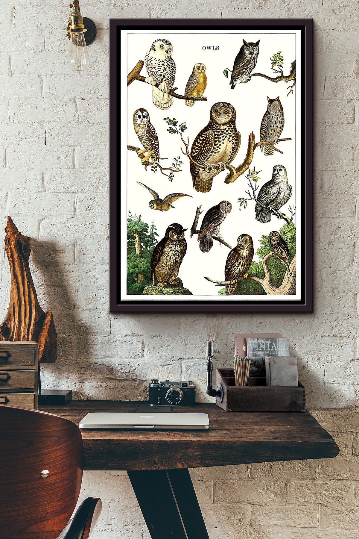 Types Of Owl In The World Poster - Animal Knowledge Wall Art Poster - Great Owl Owl Print Gift For Animal Lover Framed Matte Canvas Framed Prints, Canvas