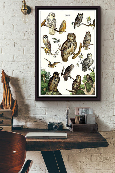 Types Of Owl In The World Poster - Animal Knowledge Wall Art Poster - Great Owl Owl Print Gift For Animal Lover Framed Matte Canvas Framed Prints, Canvas