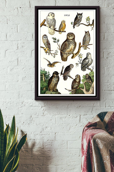 Types Of Owl In The World Poster - Animal Knowledge Wall Art Poster - Great Owl Owl Print Gift For Animal Lover Framed Matte Canvas Framed Prints, Canvas