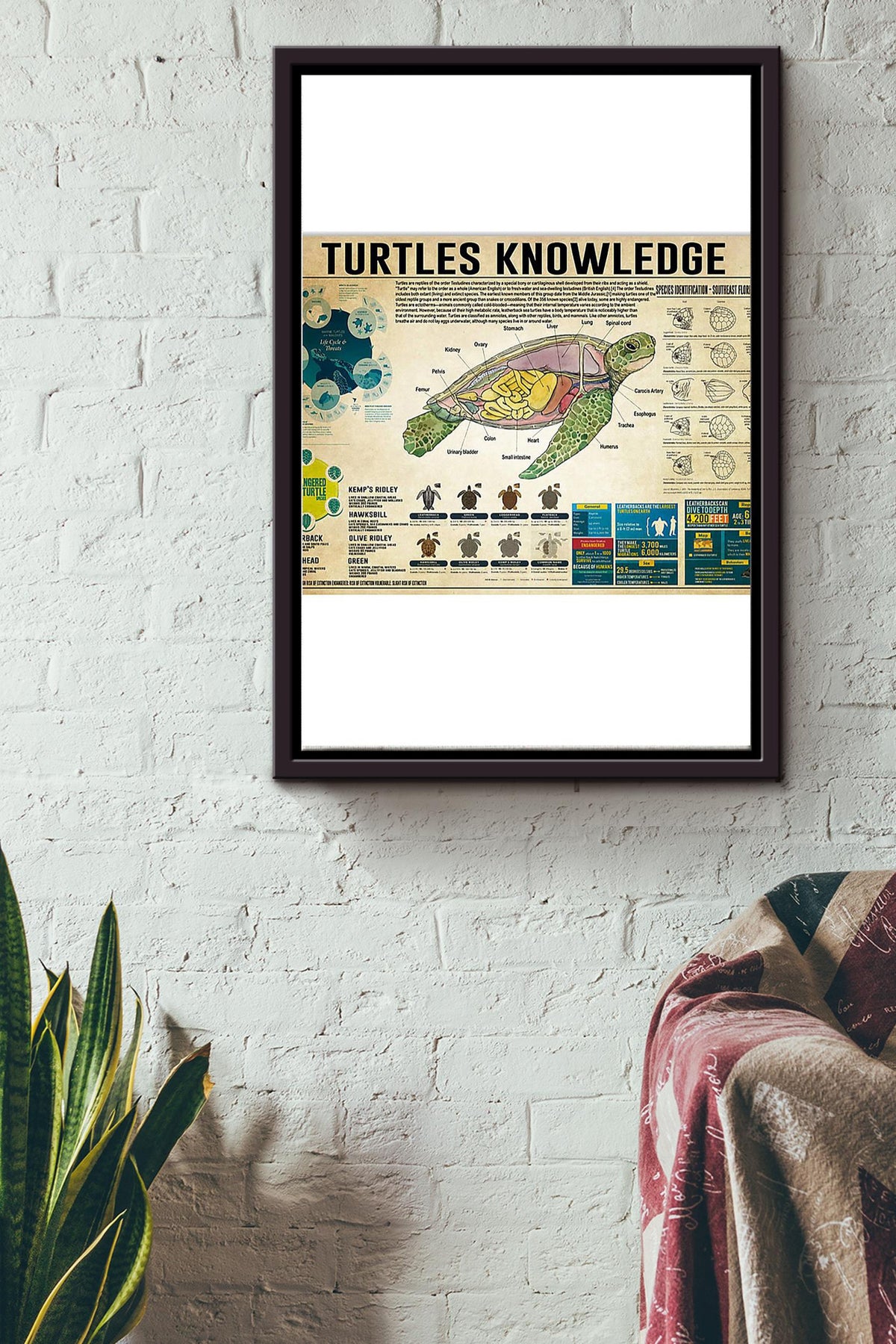 Turtles Knowledge Things You Need To Know About Turtles Poster Framed Matte Canvas