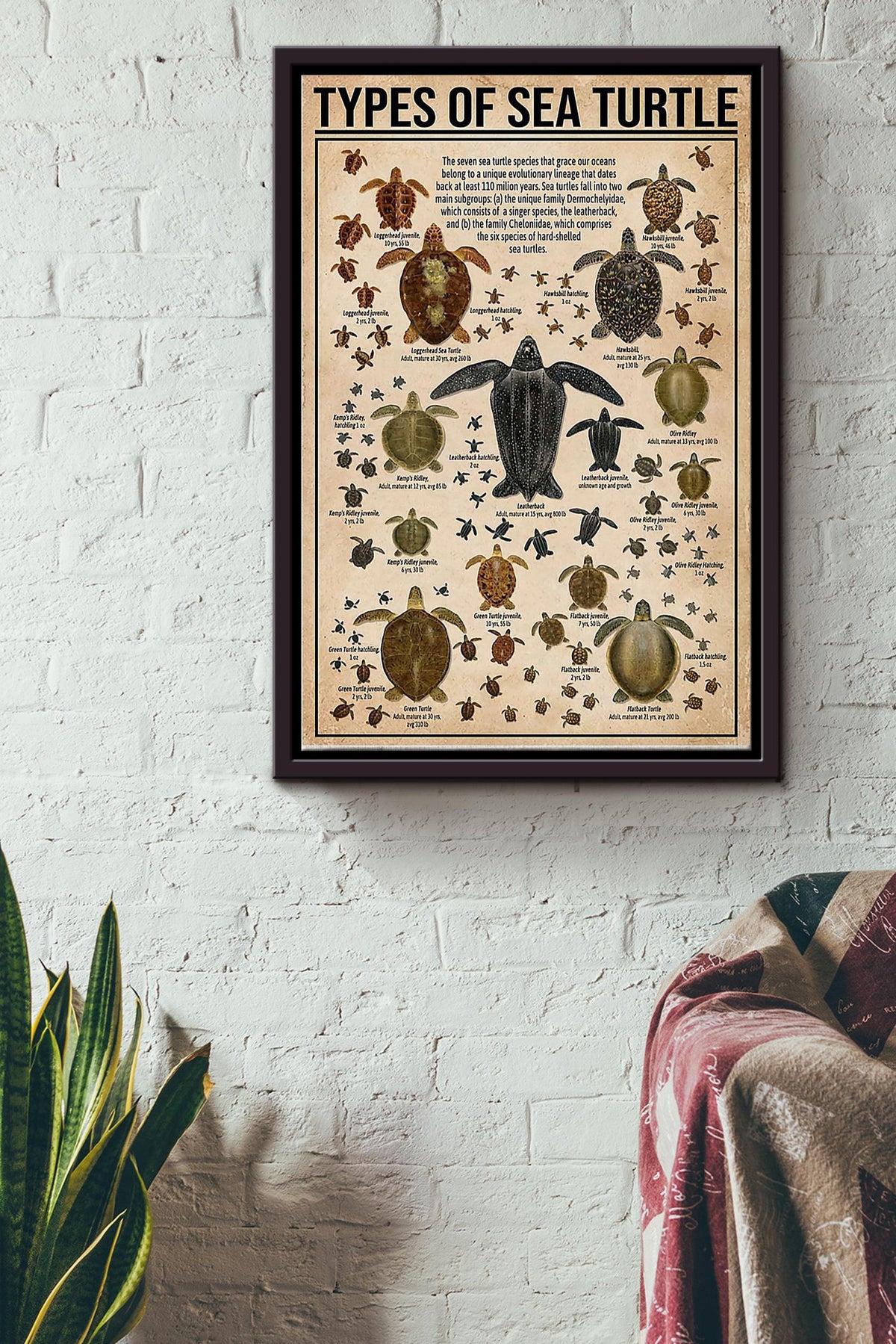 Types Of Sea Turtle Poster Framed Matte Canvas